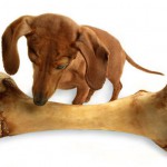 Нужны ли собакам кости