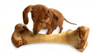 Нужны ли собакам кости