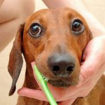 Основа ухода за полостью рта собак в домашних условиях