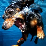 Как купать собаку