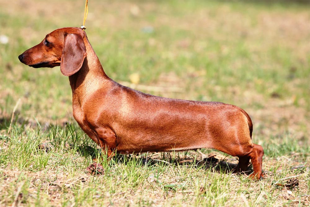 Zwerg-dachshund (teckel) kurzhaar - такса миниатюрная гладкошерстная