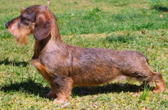 Zwerg-dachshund (teckel) rauhhaar - такса миниатюрная жесткошерстная