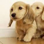 Такса карликовая (миниатюрная) (Miniature dachshund)