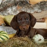 10 правил содержания домашних животных, закрепленных законом