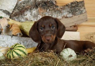 10 правил содержания домашних животных, закрепленных законом