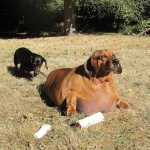 Ожирение у собак