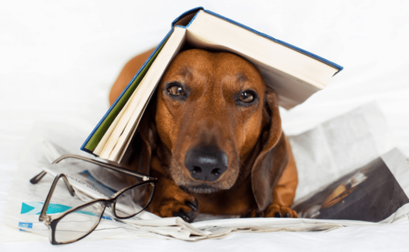 Книги о собаках и собаководстве