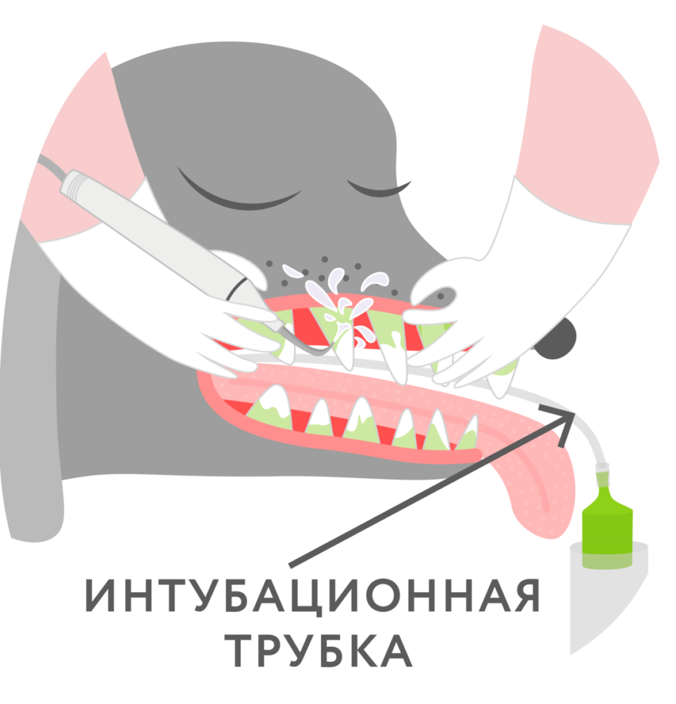 Ультразвуковая чистка зубов у собак
