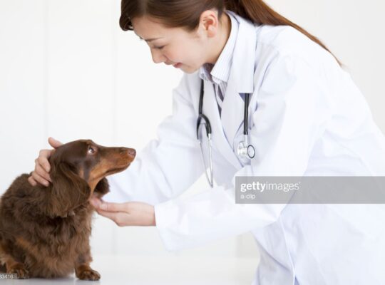 Опухоль молочной железы у собак