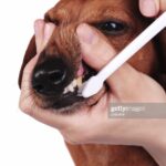 Как почистить зубы собаке (видео)