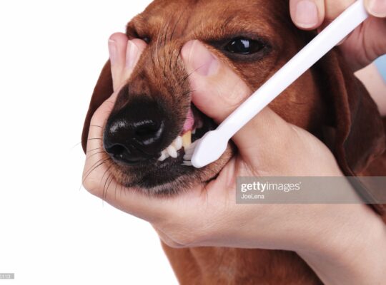 Как почистить зубы собаке (видео)