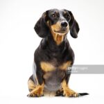 Признаки чумки у собак, диагностика и лечение
