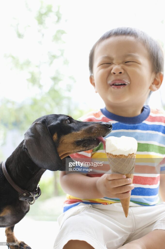 Влияние сладостей на организм собаки