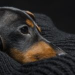О неврозах одиночества у собак