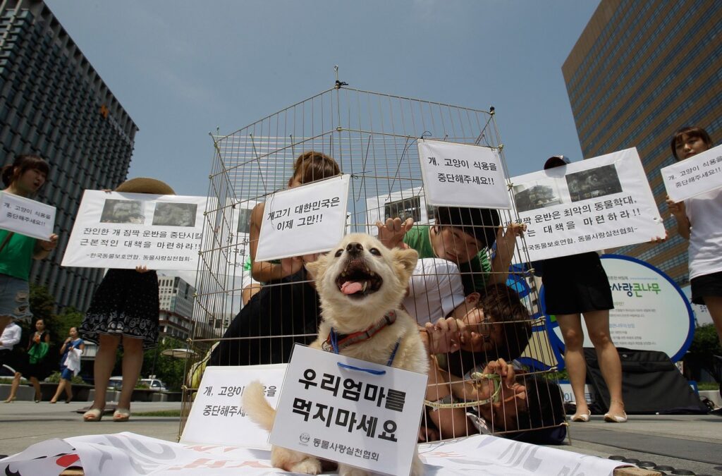 Роль собаки в Корее будущего