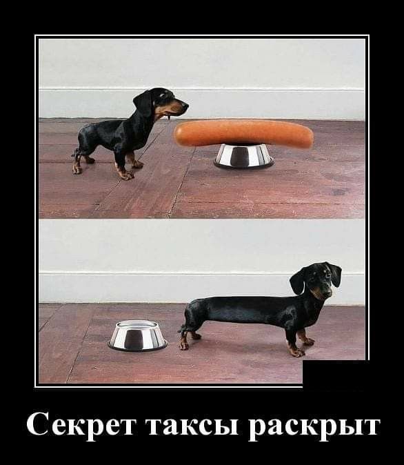 Анекдоты про таксу