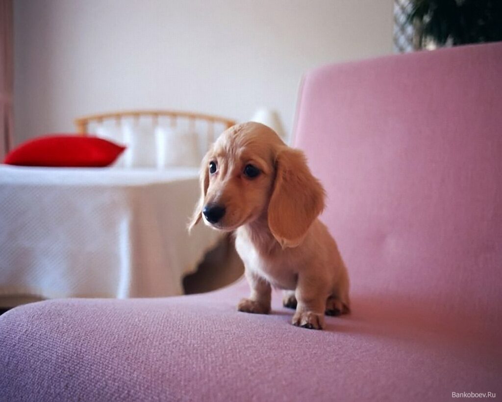Такса кроличья (Rabbit Dachshund)