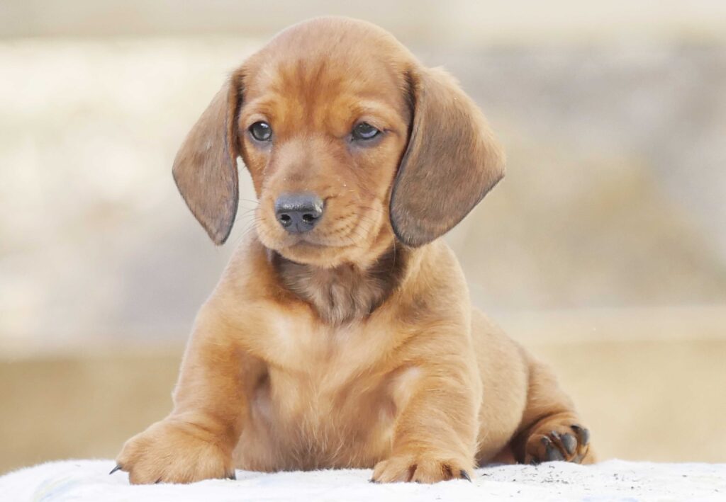 Такса кроличья (Rabbit Dachshund)