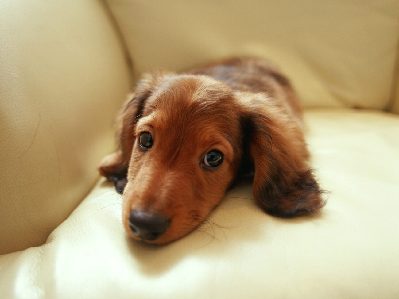 Такса кроличья (Rabbit Dachshund)