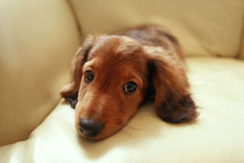 Такса кроличья (Rabbit Dachshund)