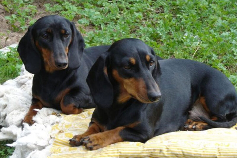 Такса стандартная (Normal dachshund)