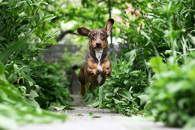 Ранее пробуждение клещей весной – потенциальная угроза питомцам и их владельцам