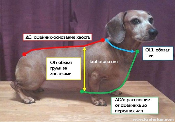 Учимся шить одежду для таксы своими руками