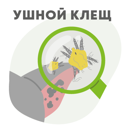 Ушные клещи у кошек и собак, такса сайт советы ветеринара