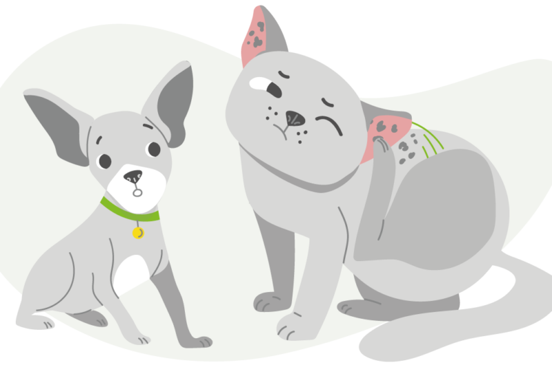 Ушные клещи у кошек и собак