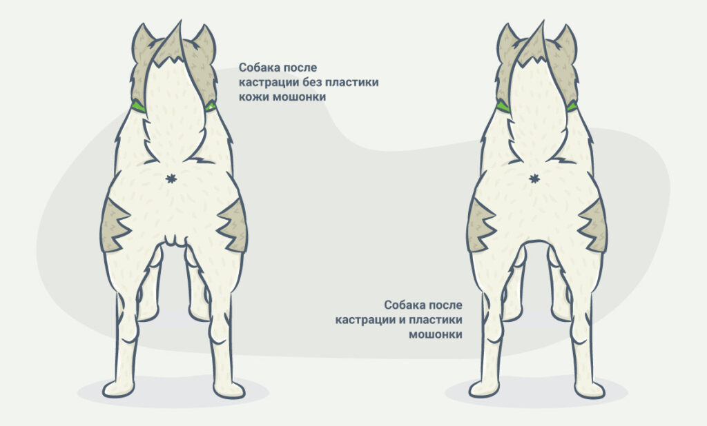 Зачем кастрировать кота или собаку