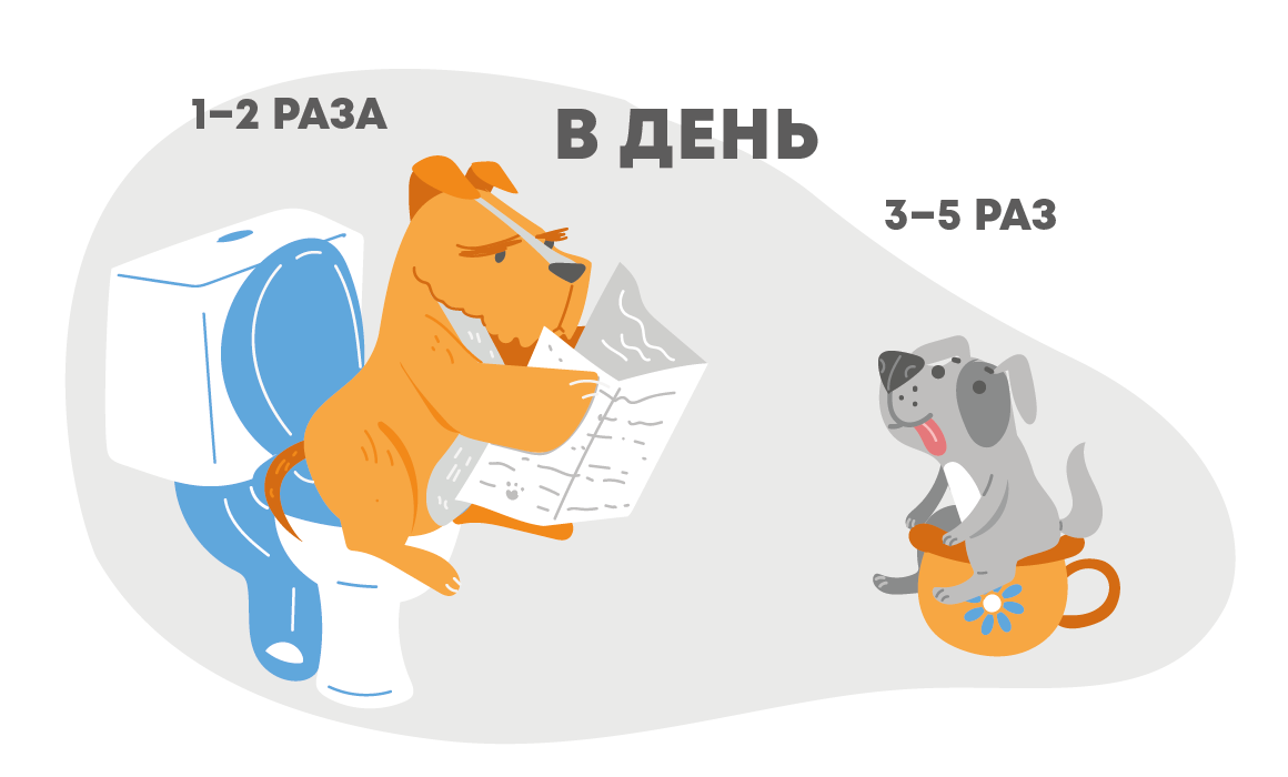 Что делать при запоре у собаки