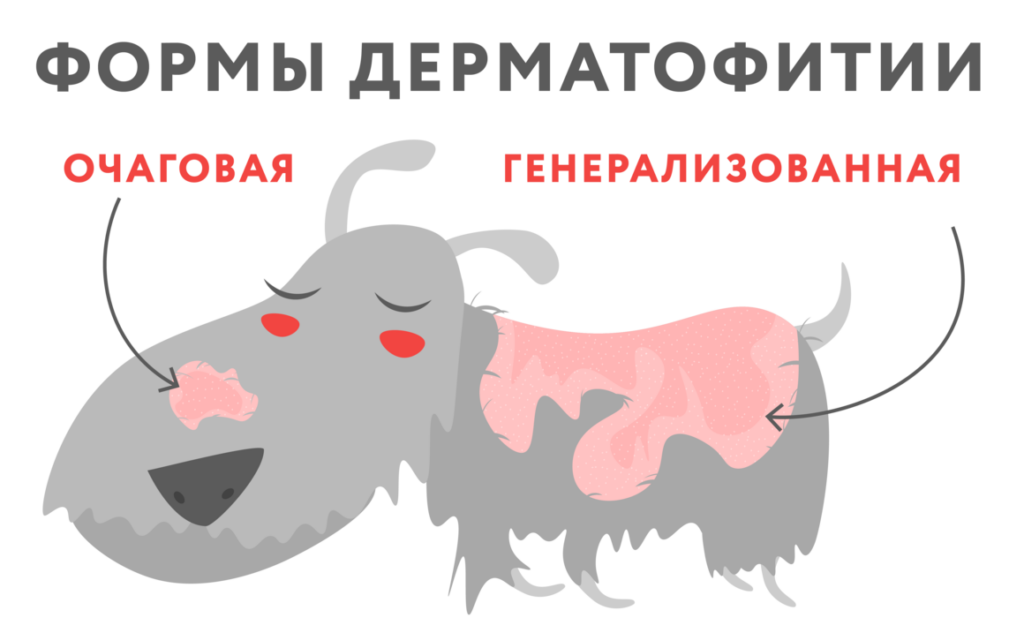 Лишай у кошек и собак: симптомы и лечение