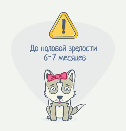 Выделения у собаки из петли: причины и лечение