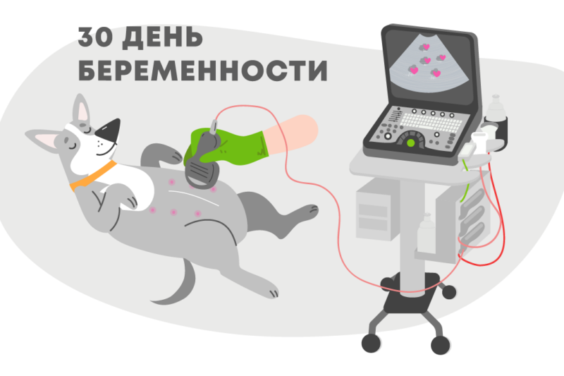 Зачем нужно делать УЗИ при беременности собак