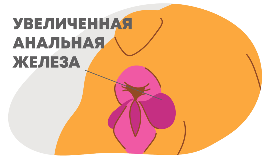 В каких случаях необходима чистка параанальных желез собакам
