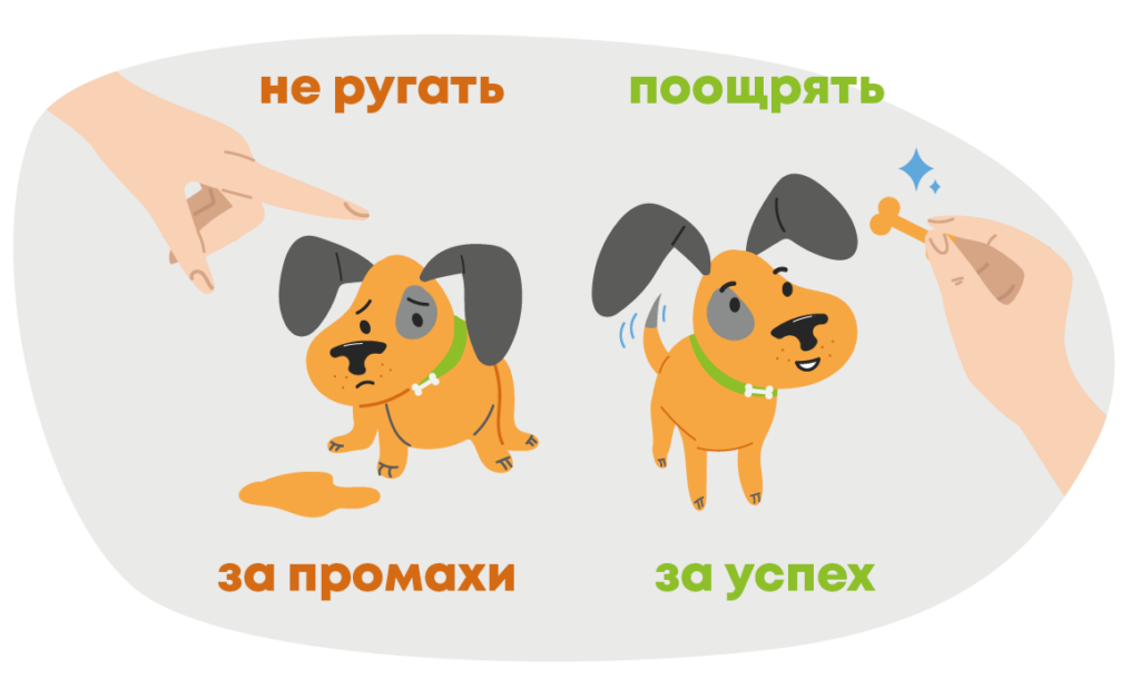 Приучаем щенка к туалету в доме и к выгулу на улице