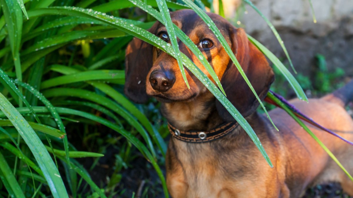 Можно ли собаке орехи — какие можно или нельзя